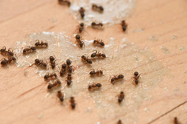 Wildlife Control Services in Jackson, KY